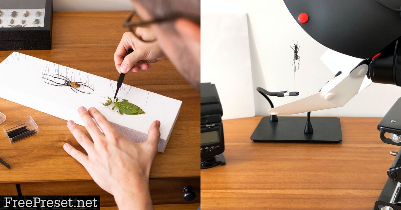 My Process For Creating Insect Portraits With Macro Photography