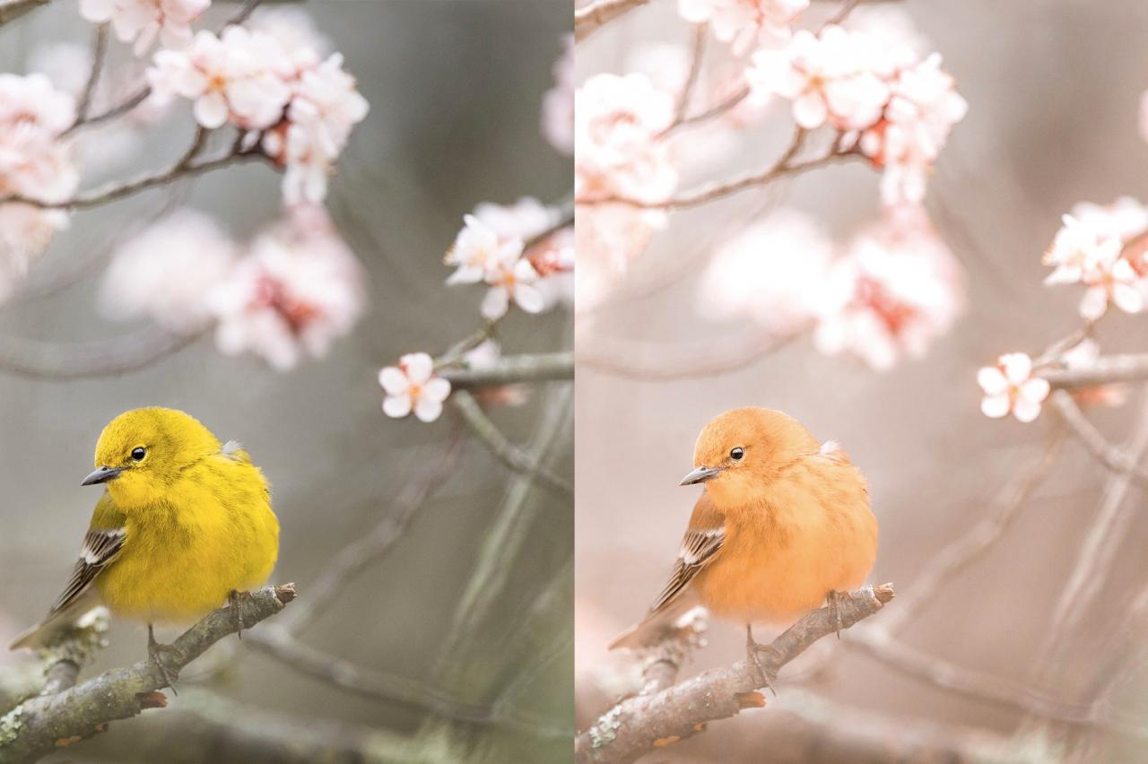 4 Spring Lightroom Presets 5627531