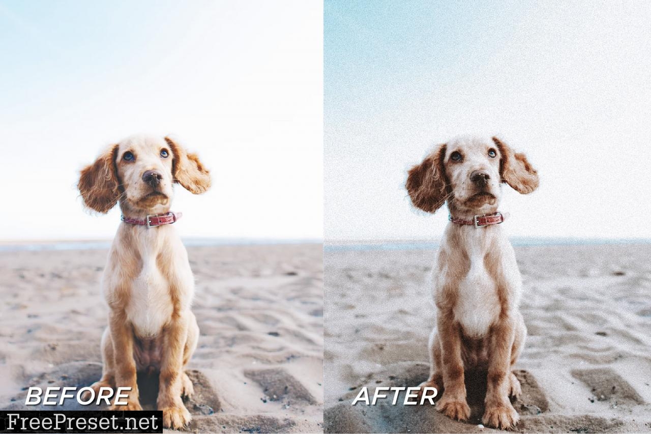 5 Moody Pet Lightroom Presets 5698951