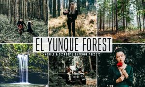 El Yunque Forest Mobile & Desktop Lightroom Preset