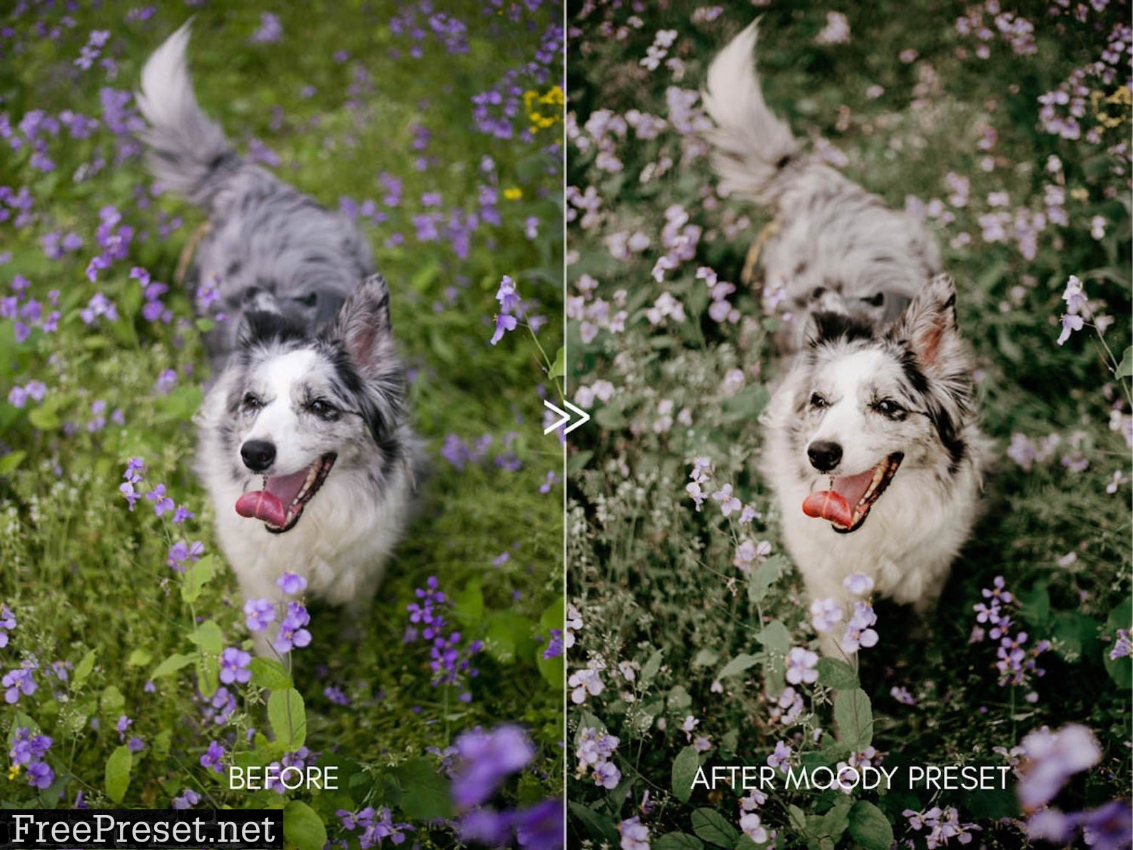 Moody Pet Photography Kit Presets 5822617