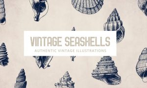135 Seashell Illustration Collection C2X8CJ