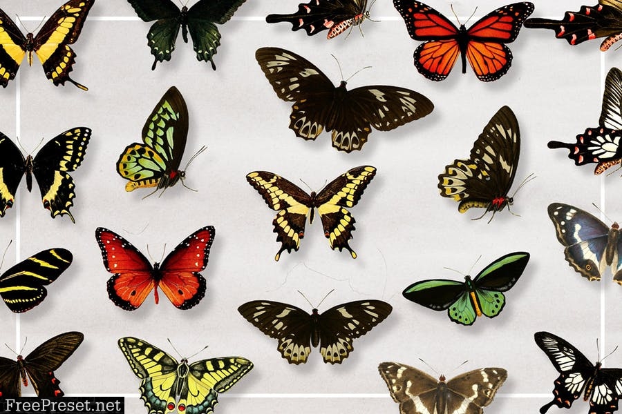 75 Vintage Butterfly Graphics 2SFMJ4
