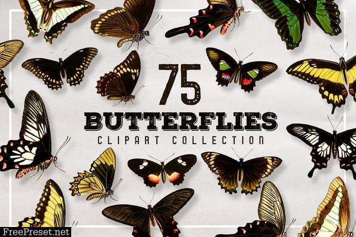75 Vintage Butterfly Graphics 2SFMJ4