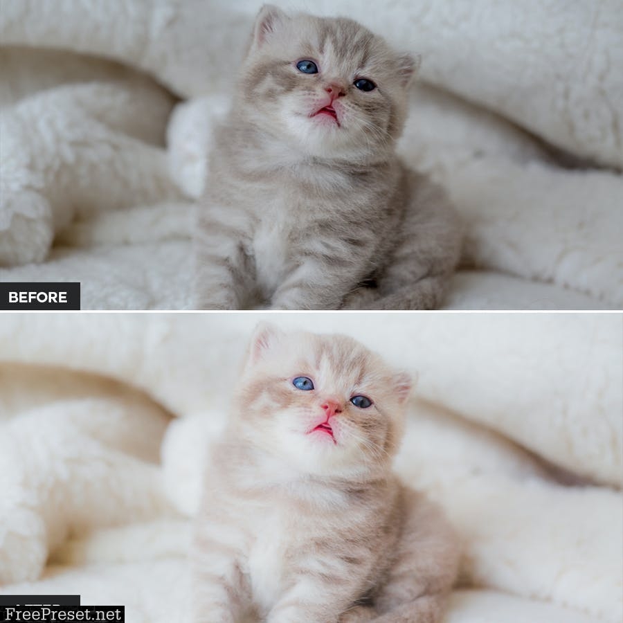 Cat Lightroom Presets