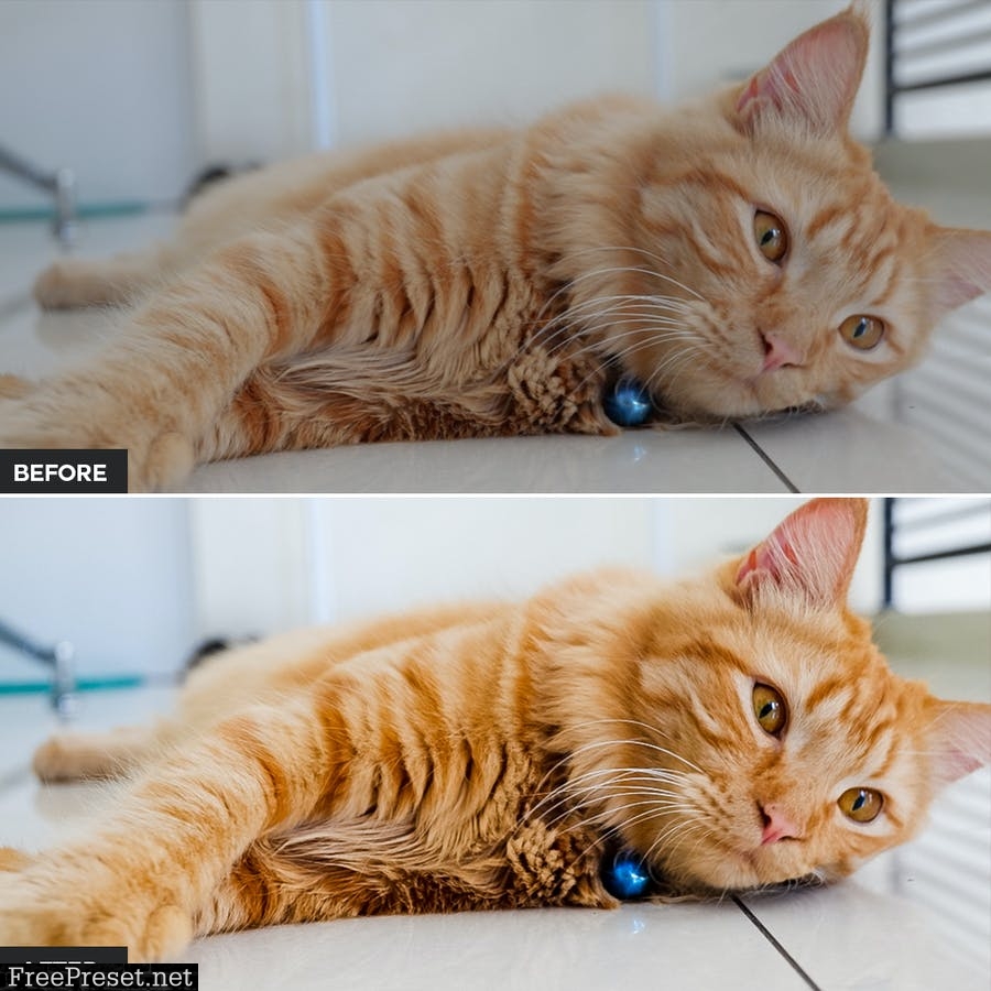 Cat Lightroom Presets