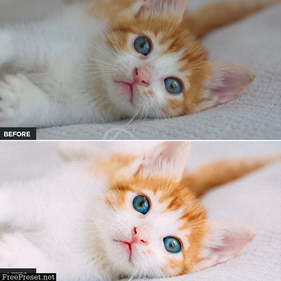 Cat Lightroom Presets