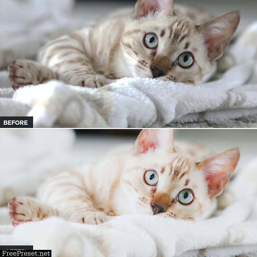 Cat Lightroom Presets