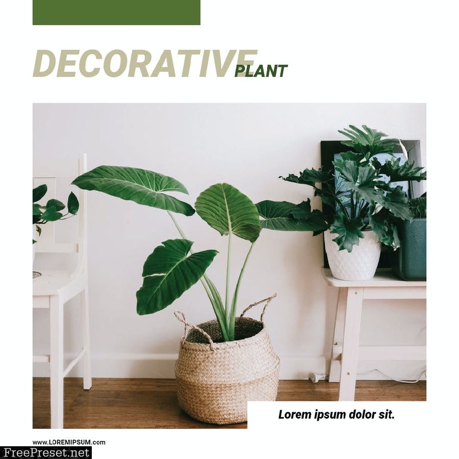 Decorative Plant