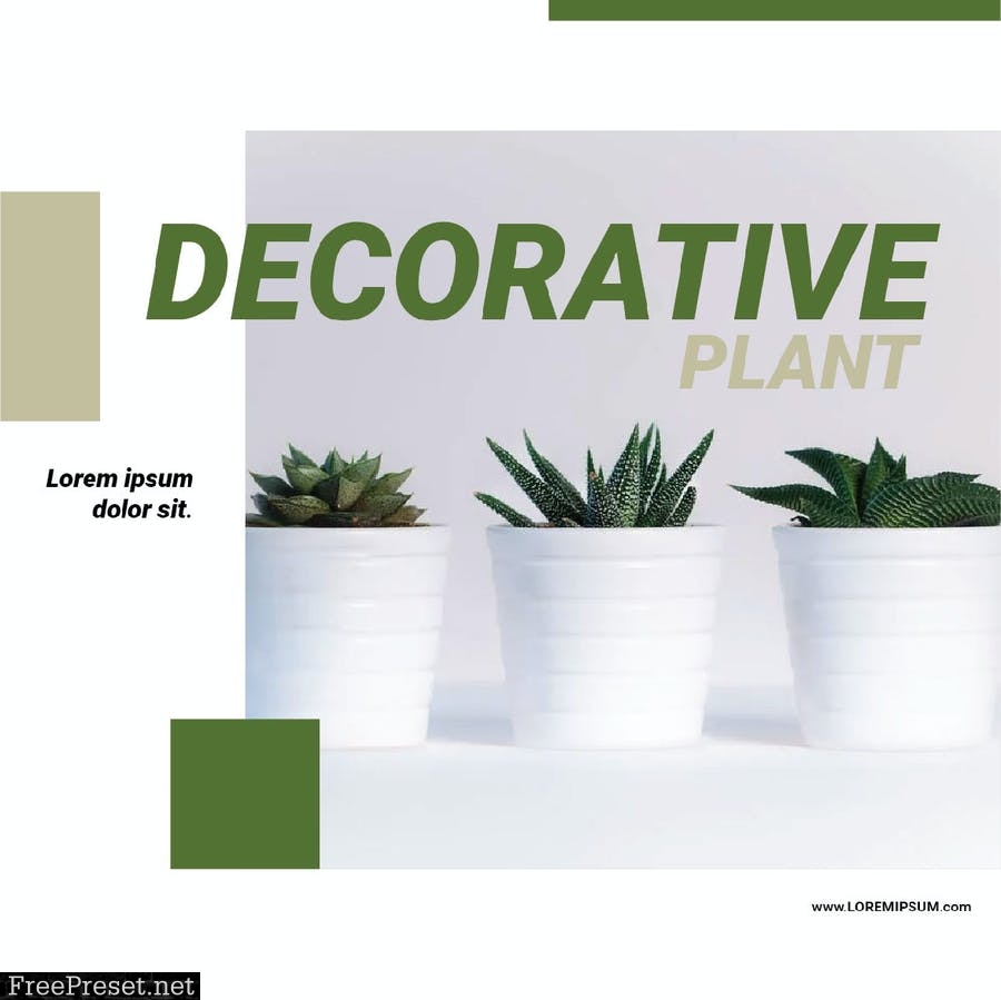 Decorative Plant