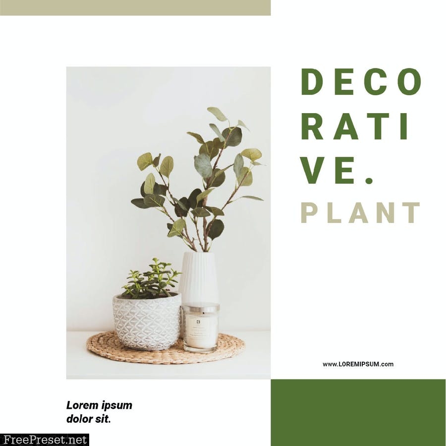 Decorative Plant