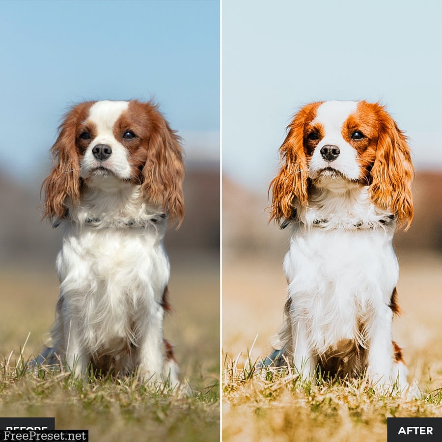 Dog Lovers Lightroom Presets Collection