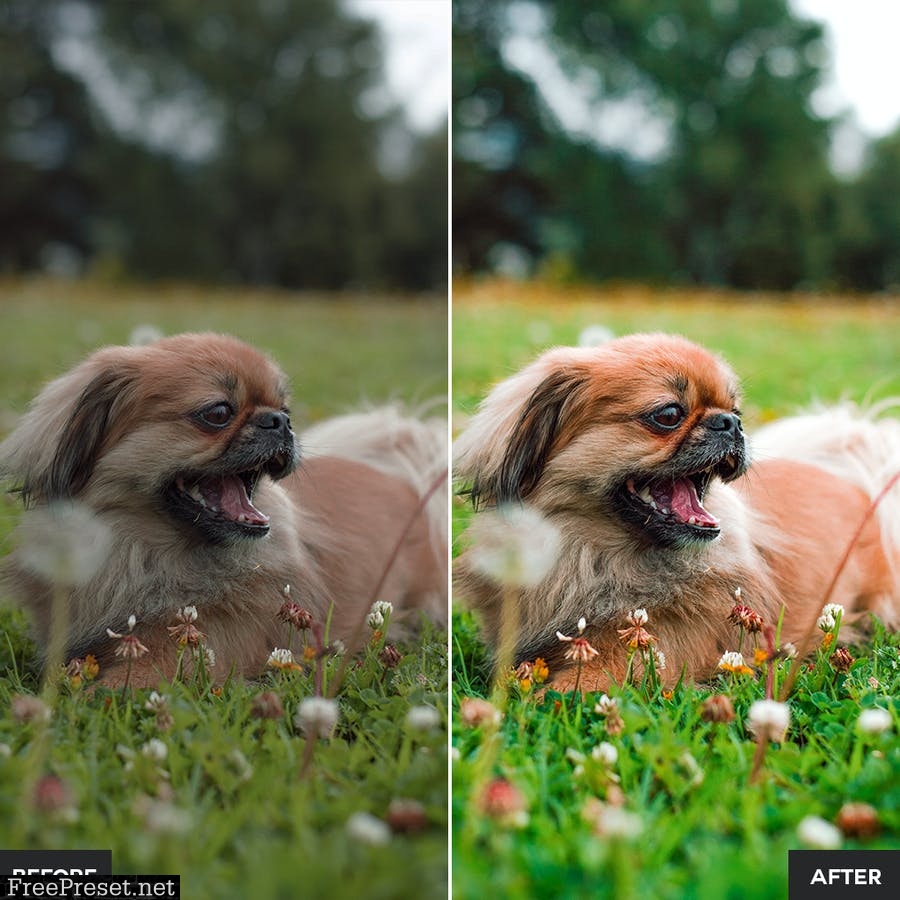 Dog Lovers Lightroom Presets Collection