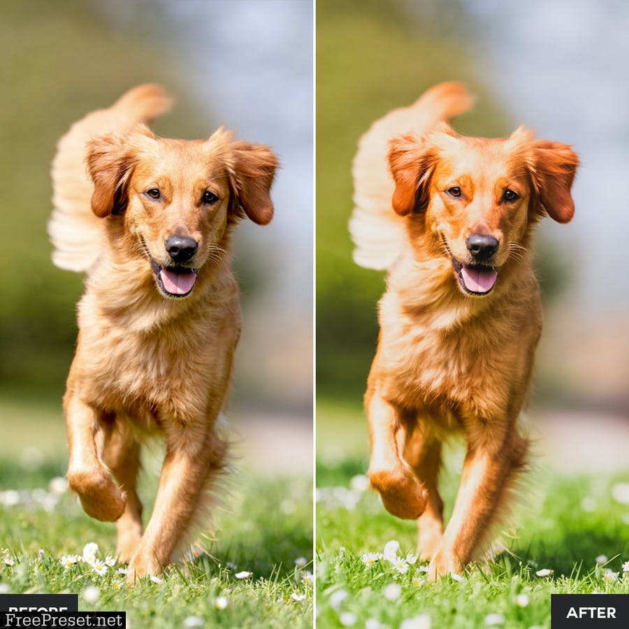 Dog Lovers Lightroom Presets Collection