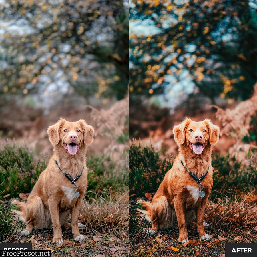 Dog Lovers Lightroom Presets Collection