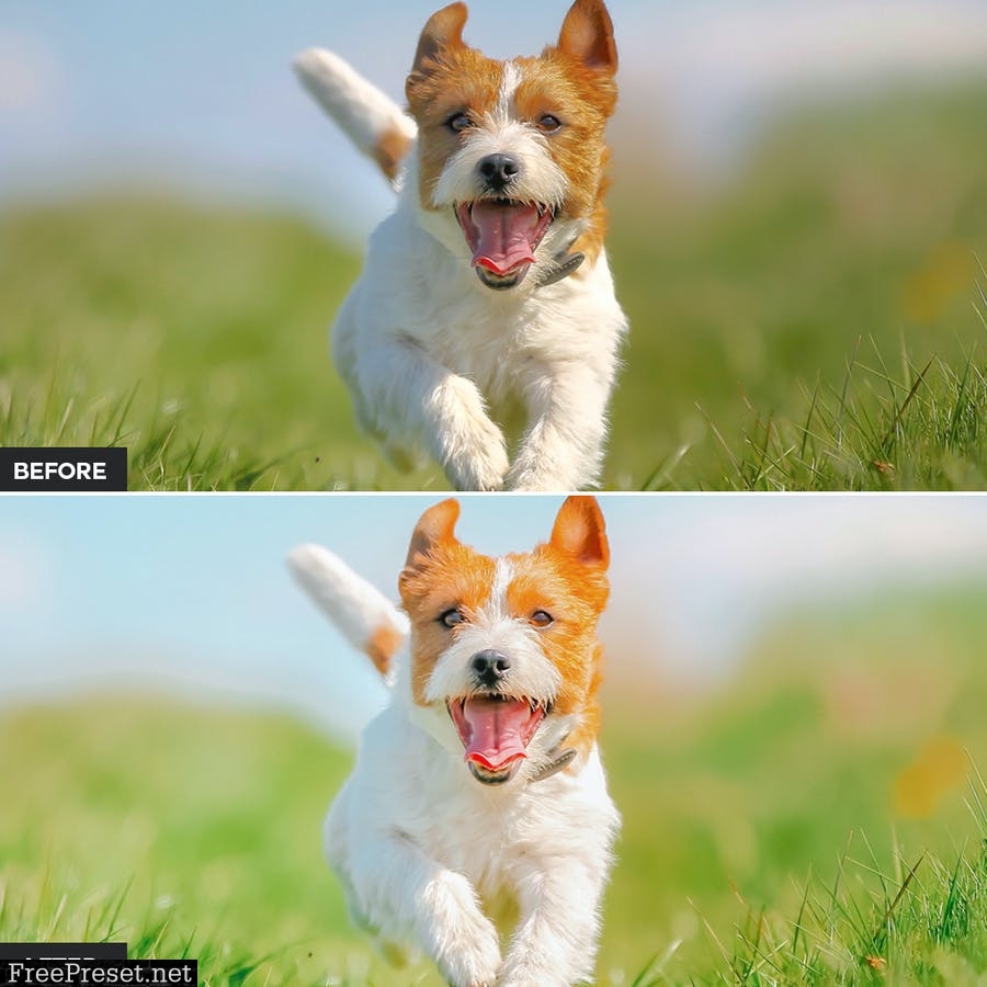 Dog Lovers Lightroom Presets Collection