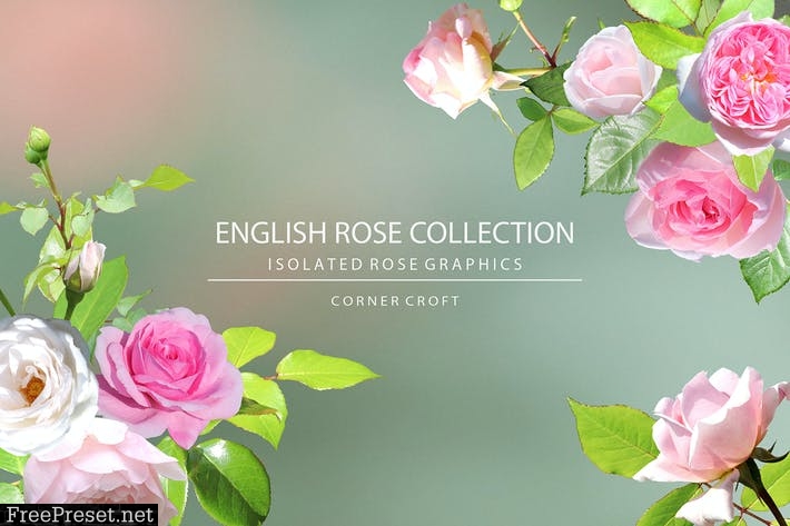 English Rose Collection Z23MFZ