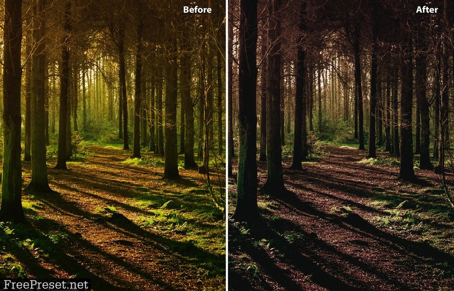 Forest Film Deluxe Edition | For Mobile and deskto