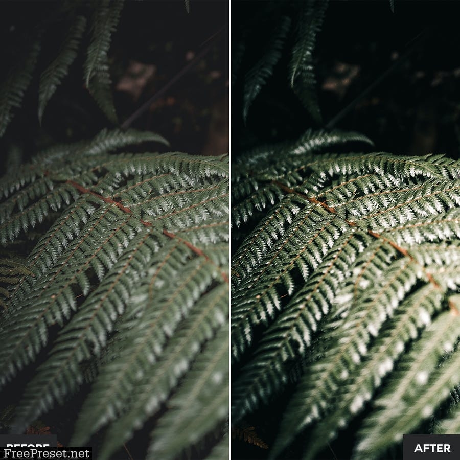 Jungle Lightroom Presets