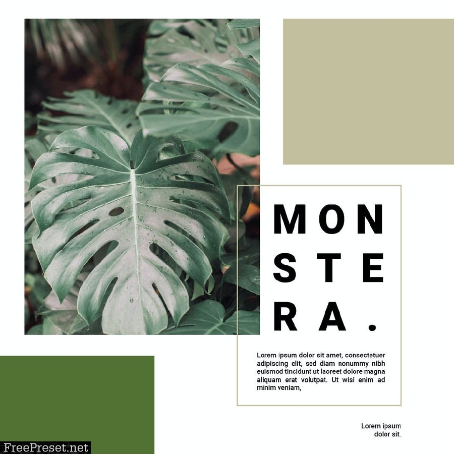 Minimalist Monstera KRU72FA