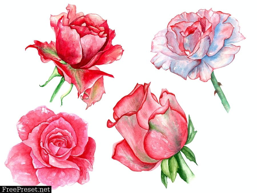 Watercolor roses buds Q7X2VSS