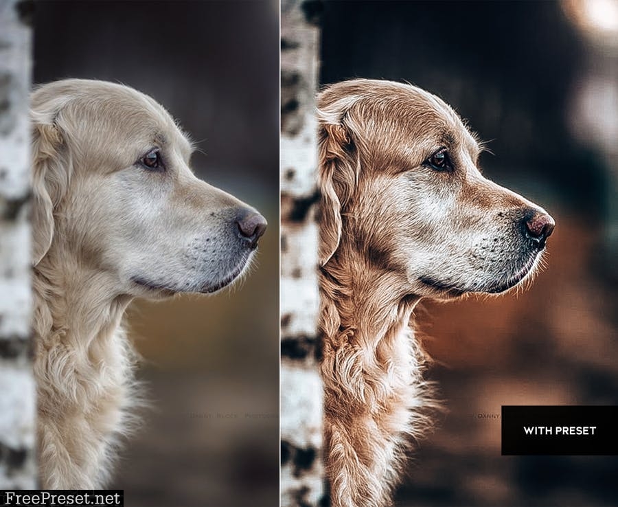 ARTA Dogs Presets For Mobile and Desktop