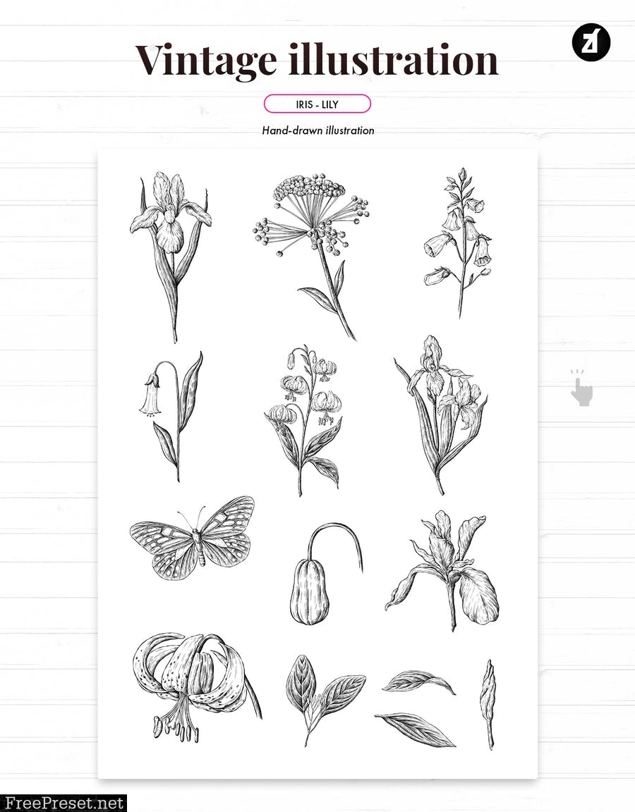 Iris and lily vintage illustration and pattern 3FKWYQR