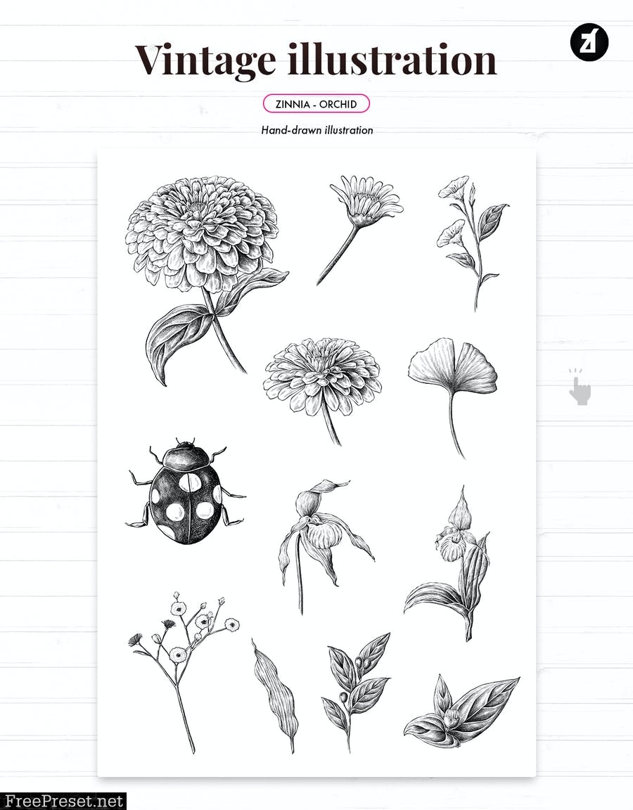 Zinnia and orchid vintage illustration and pattern 4AC4VTR