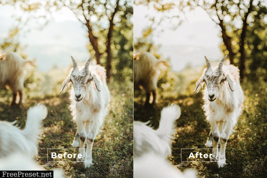 Animals Desktop and Mobile Lightroom Preset