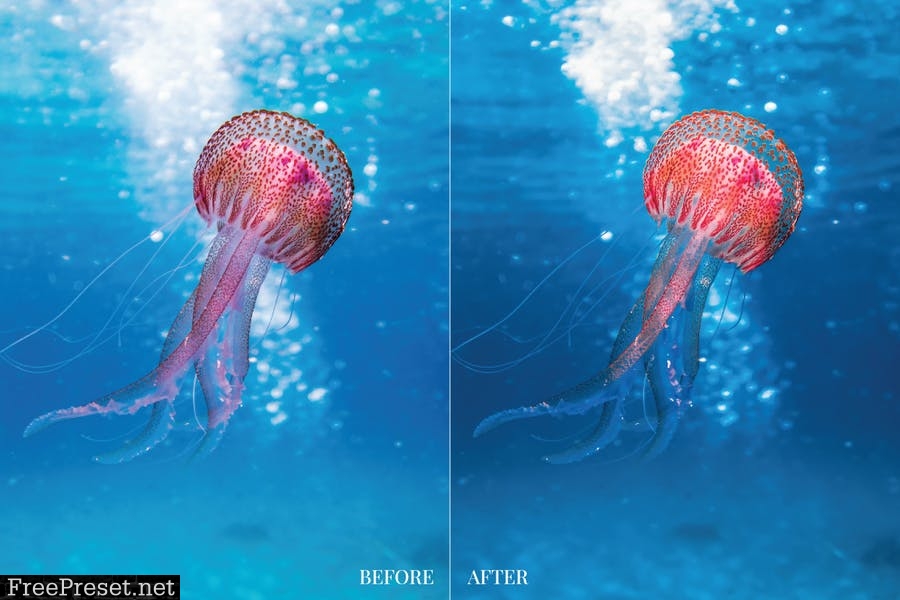 Aquatics Mobile and Desktop Lightroom Presets