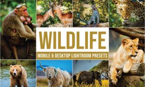 Wildlife Mobile and Desktop Lightroom Presets