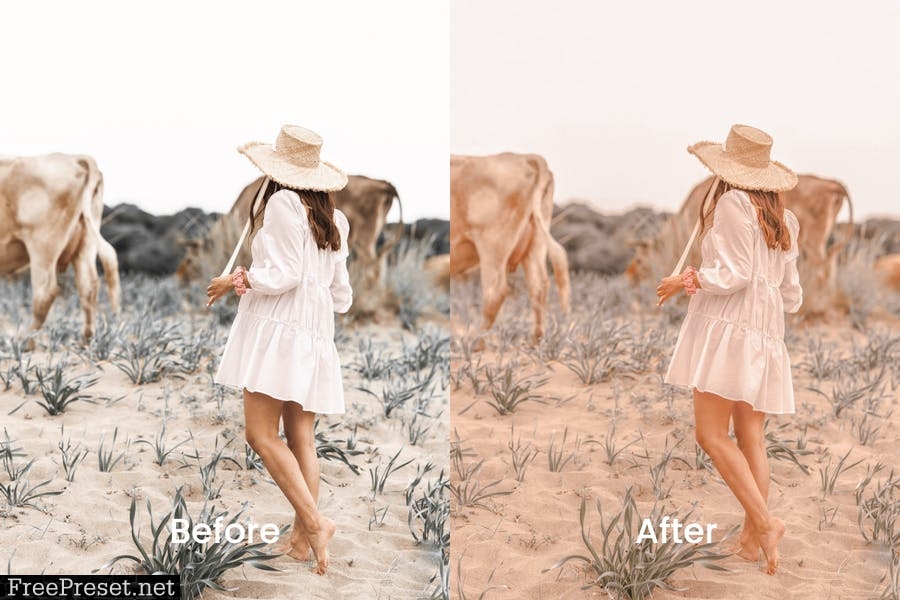 Warm Lightroom Presets Dekstop and Mobile