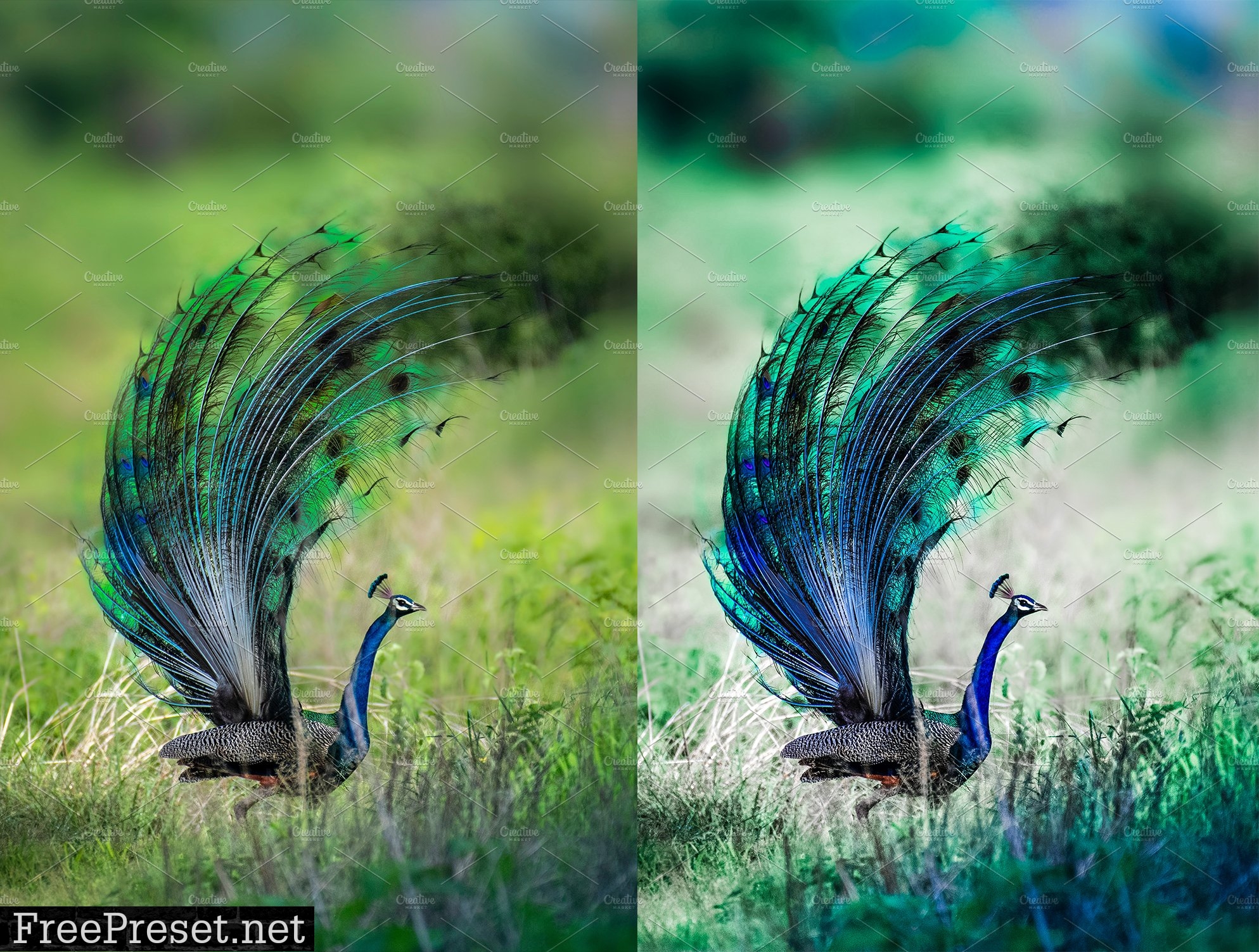 10xLightroom Presets Peacock Presets 6441086