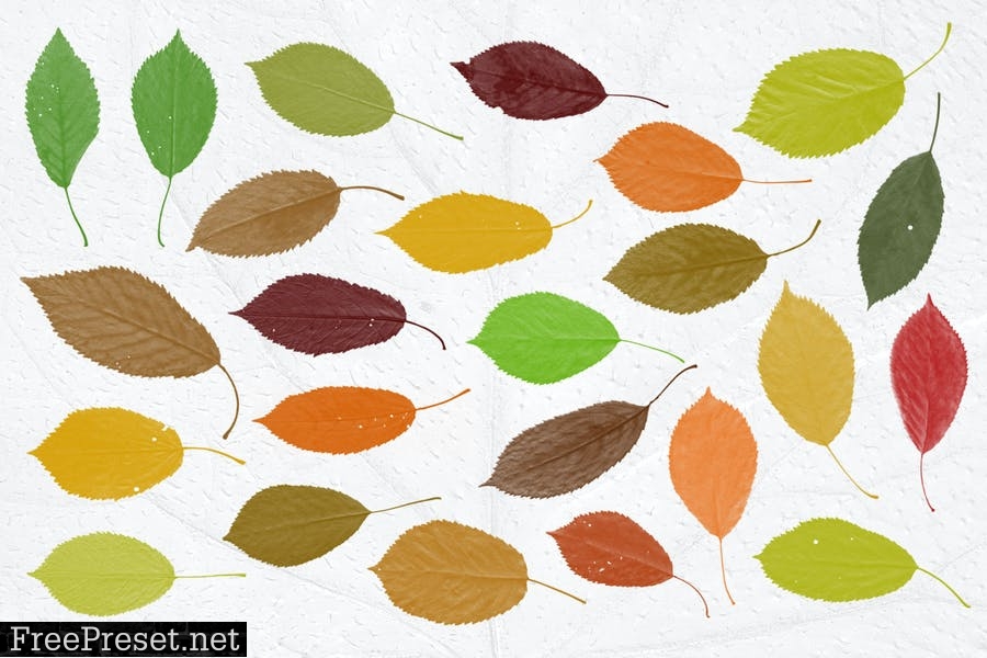 52 Leaves Photoshop Stamp Brushes WCY9ZCQ