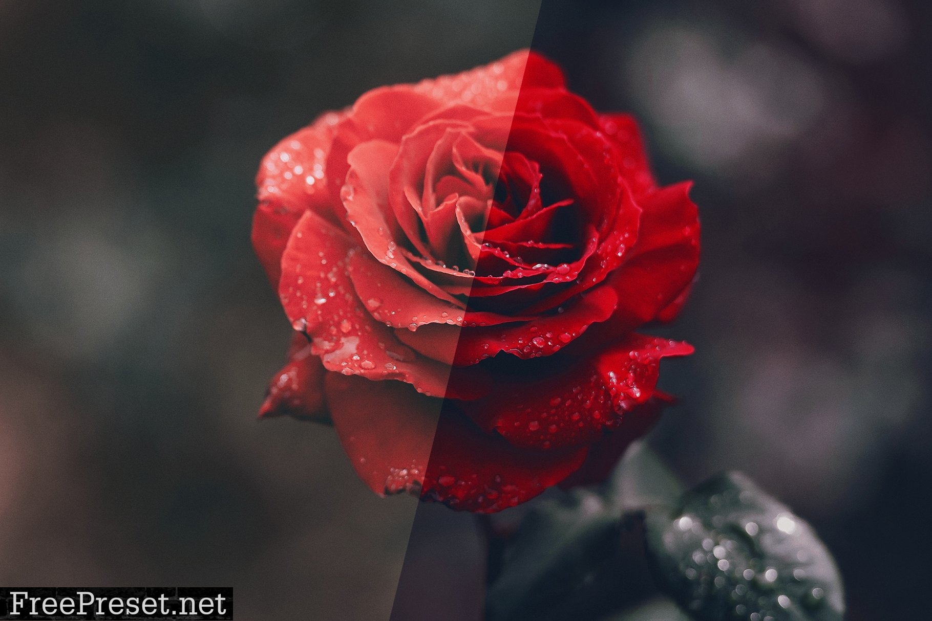 Rose Photoshop Action 4974092