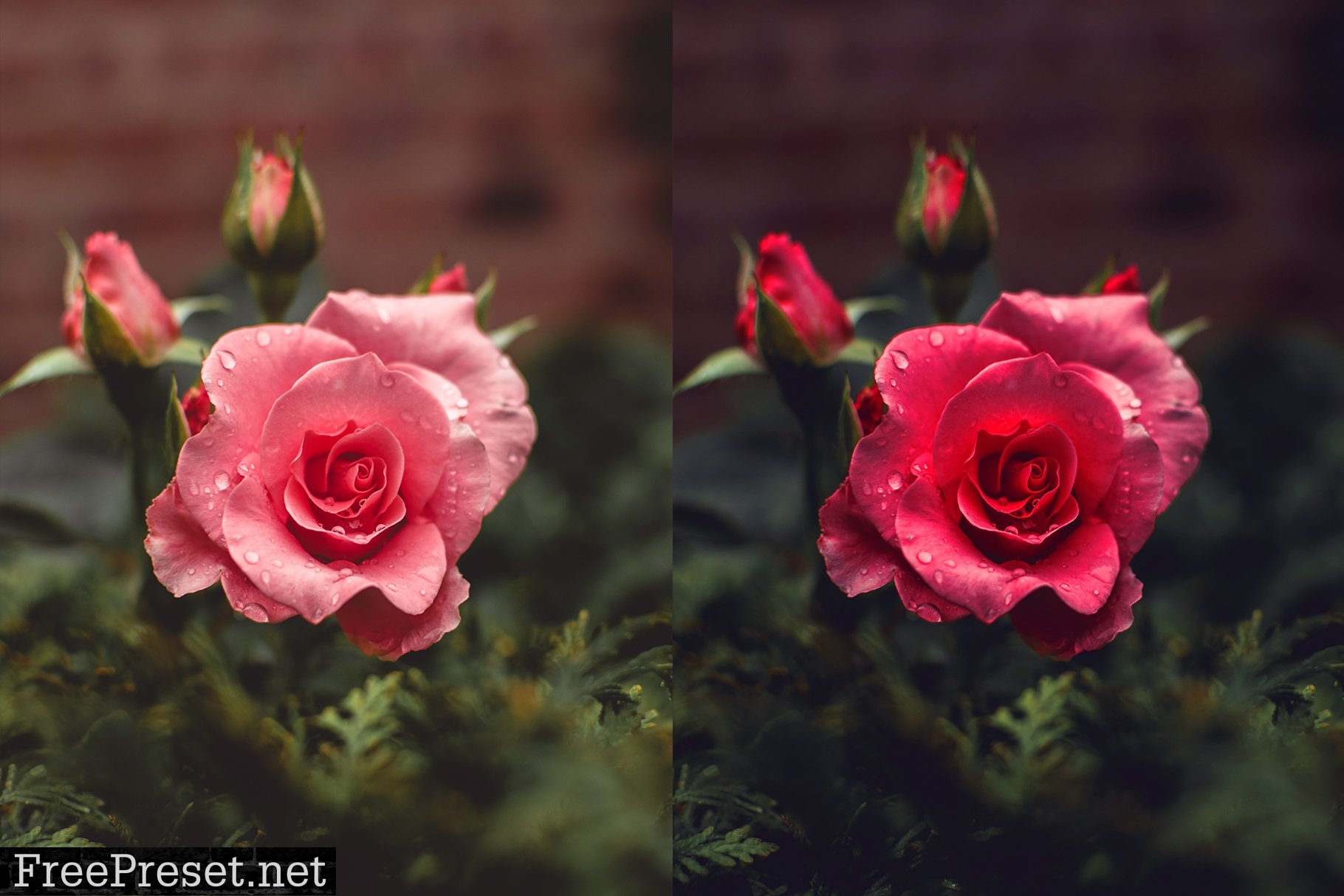 Rose Photoshop Action 4974092