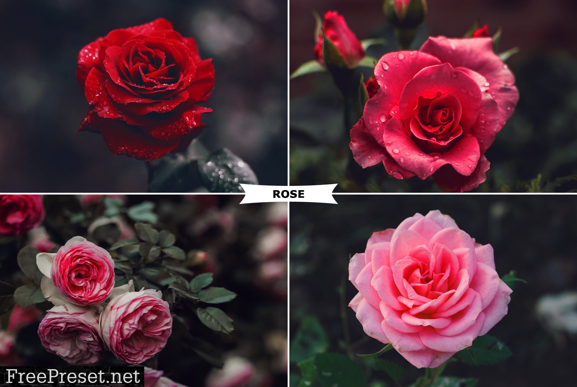 Rose Photoshop Action 4974092