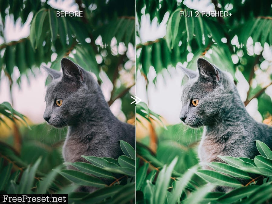 Bright Vibrant FUJIFILM Lightroom Presets