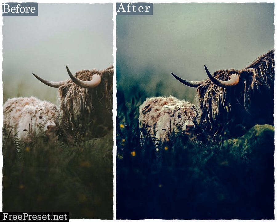 Forest Photoshop Actions & Lightroom Presets