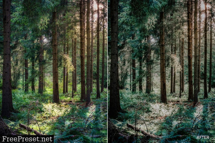 Moody Forest Lightroom Presets & LUTs