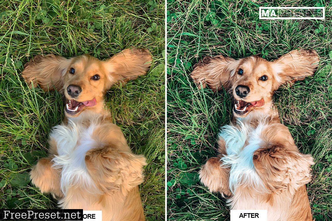 10 DOG – Mobile & Desktop Lightroom Presets