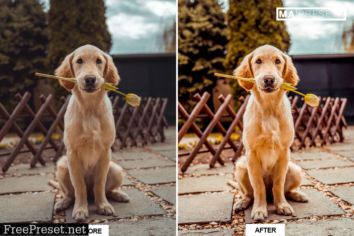 10 DOG – Mobile & Desktop Lightroom Presets