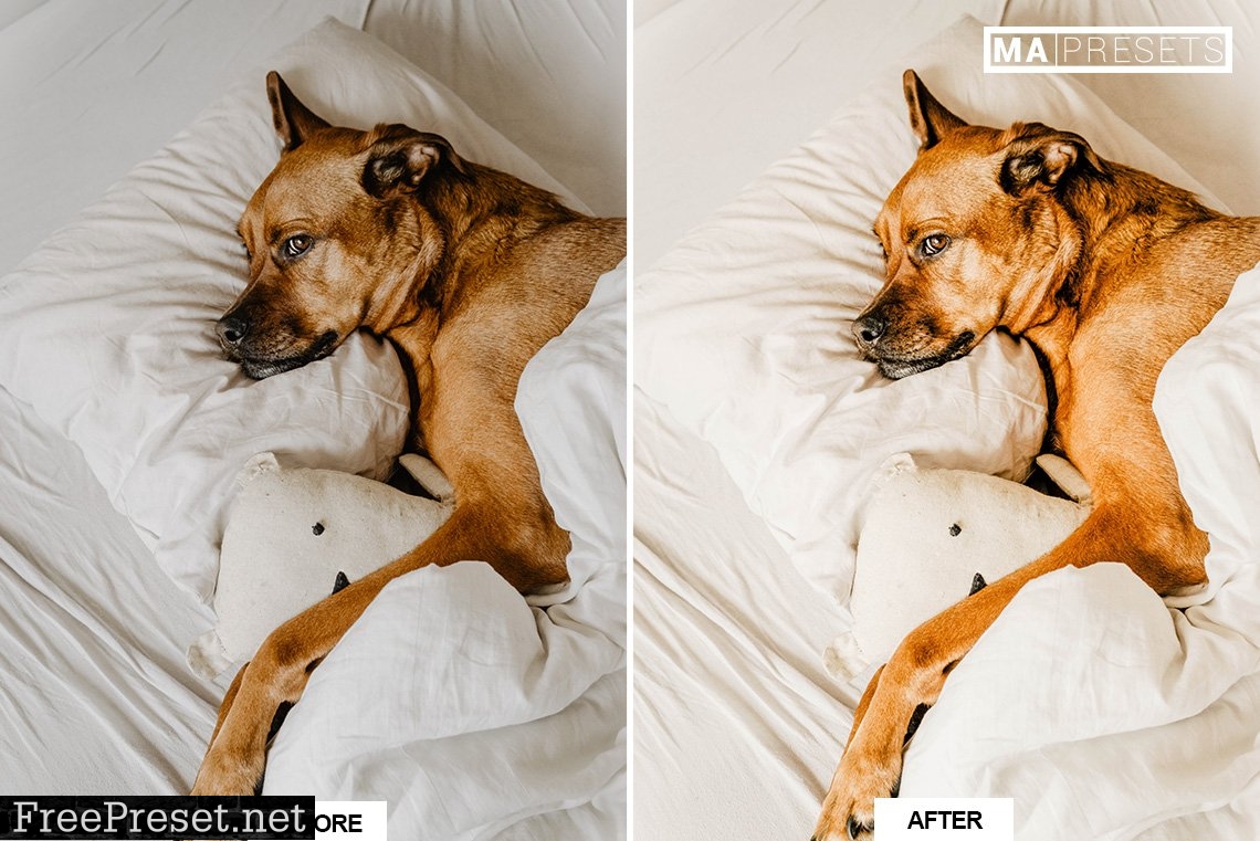 10 DOG – Mobile & Desktop Lightroom Presets