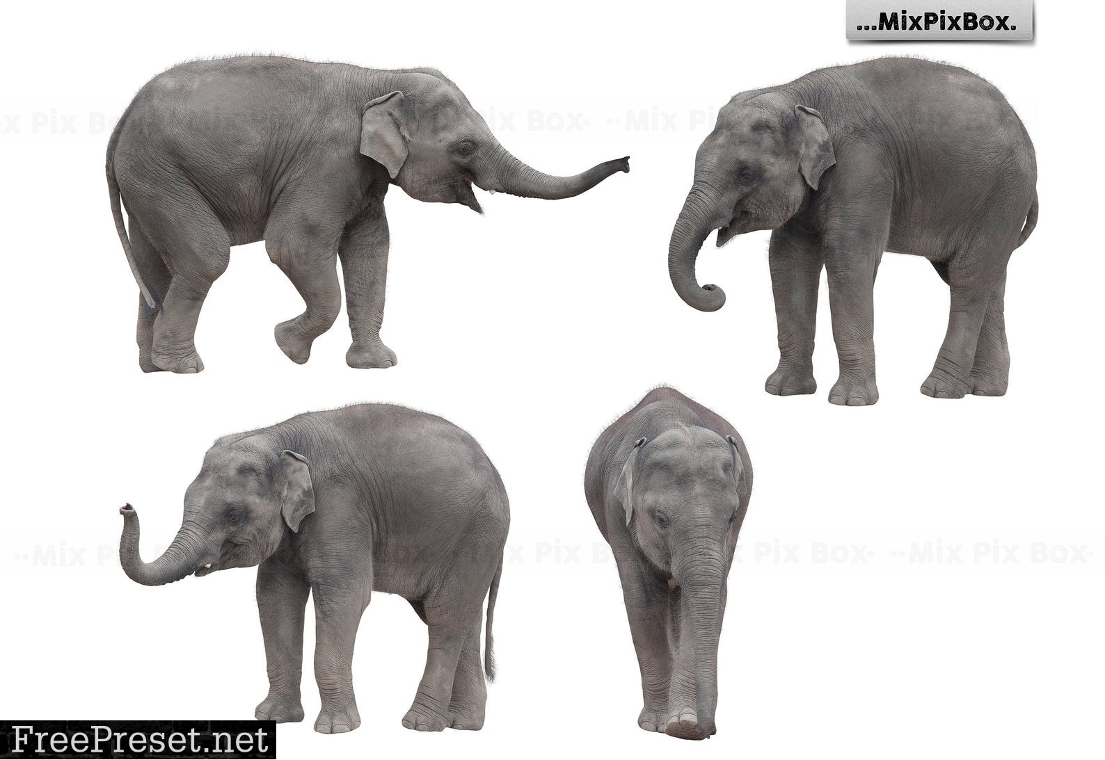 Baby Elephant Photo Overlays 5069631