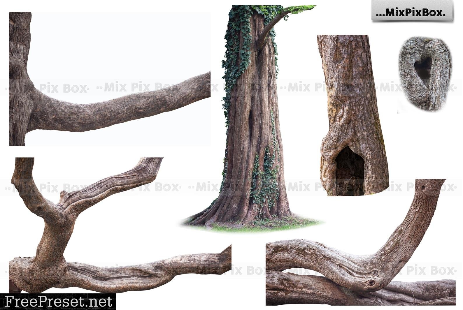Old Tree Trunk Photo Overlays 6116946
