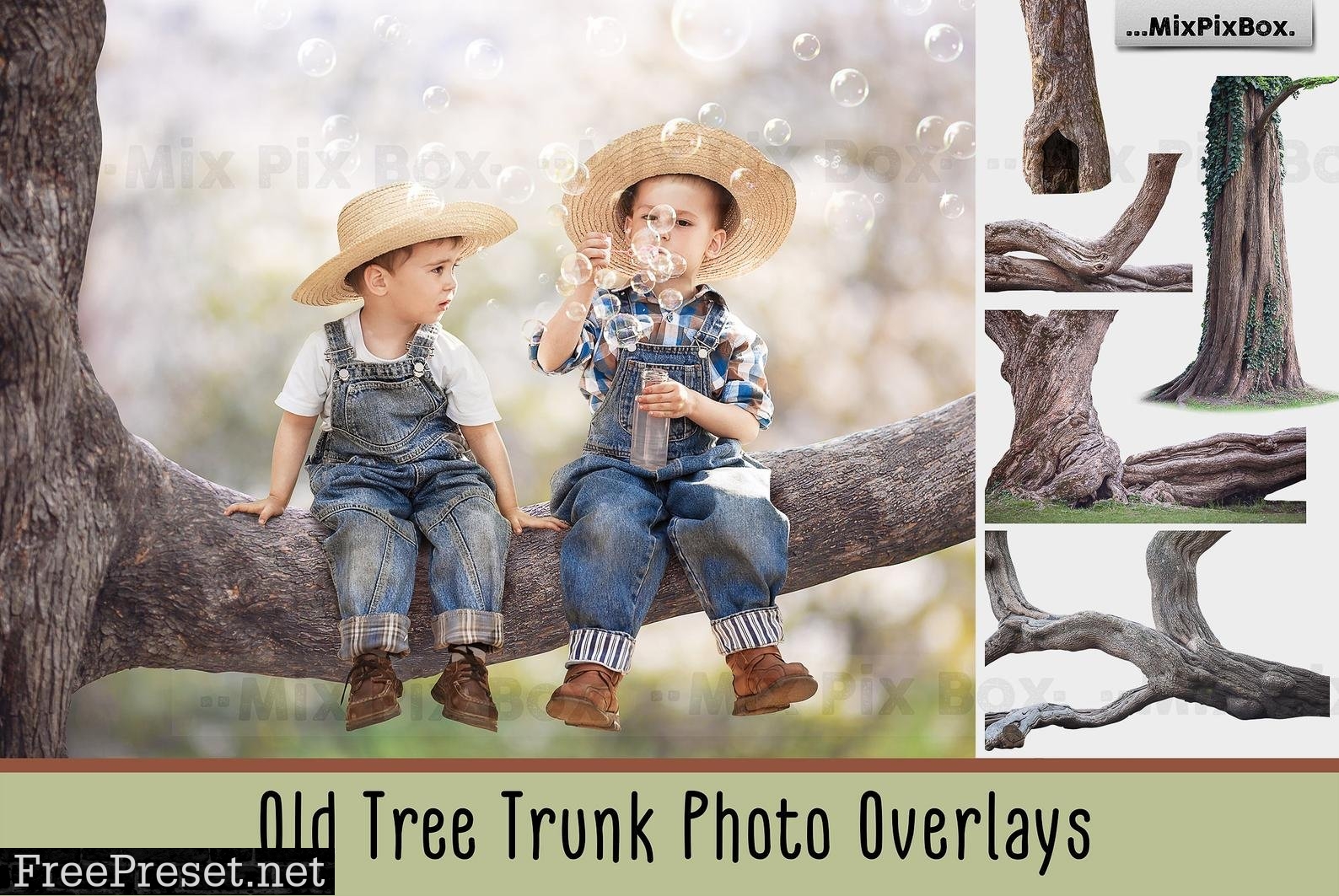 Old Tree Trunk Photo Overlays 6116946