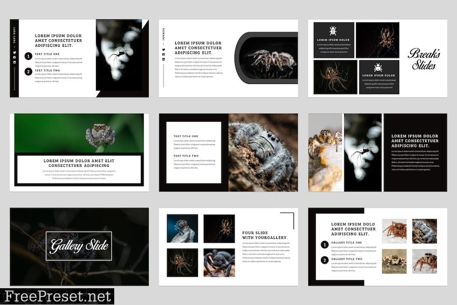 Tarantula Animal Powerpoint Template 8Y8QJV3