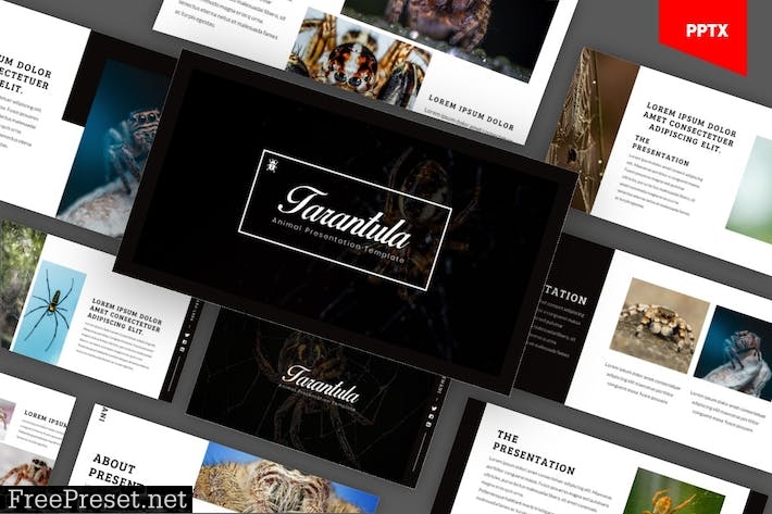 Tarantula Animal Powerpoint Template 8Y8QJV3