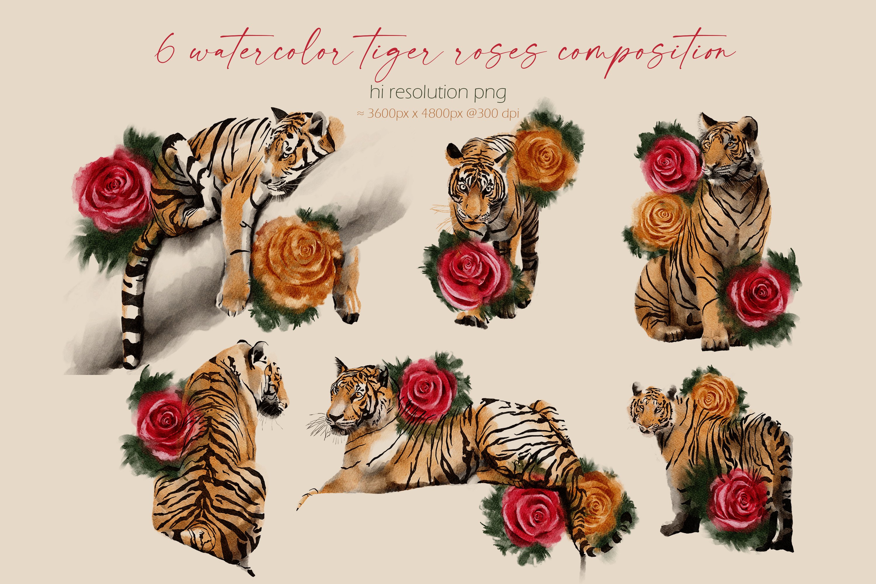 Tigers & Roses watercolor collection 6941142Tiger . Roses is a unique collection of wild tigers and elegant roses illustrations and patterns to add a unique touch to your project.  This collection can be used in wall art, wallpaper, home decor, fabric collection, stationary, bedding, packaging, wedding branding and much more.  The collection includes:  6 seamless patterns 24