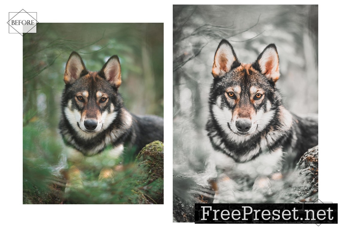 12 Mobile Lightroom Presets, Huppy Puppy Mobile Preset